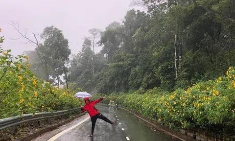 Giới trẻ đua nhau 'check-in' hoa dã quỳ rực rỡ tại Ba Vì